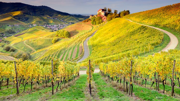 Durbach; Vineyards around Staufenberg Castle © Francesco Carovillano