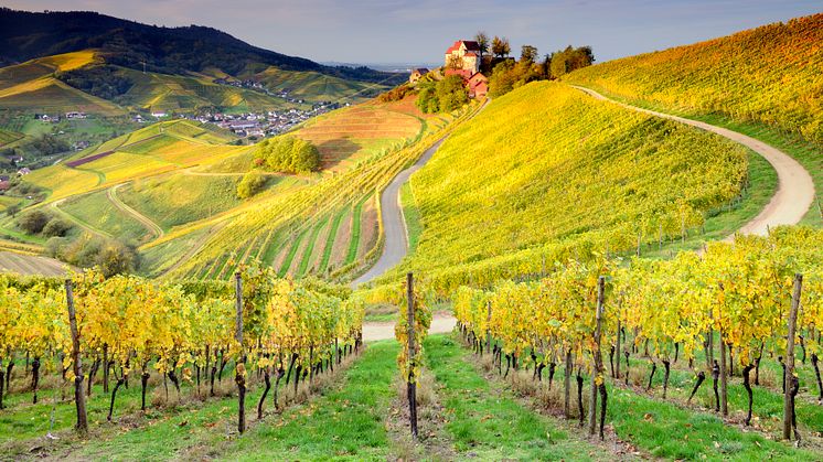 Durbach_Schloss_Staufenberg_umgeben_von_Weinbergen.jpg