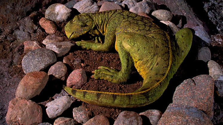 Utställningen MiniDino öppnar med barnens favoriter på Naturhistoriska riksmuseet.