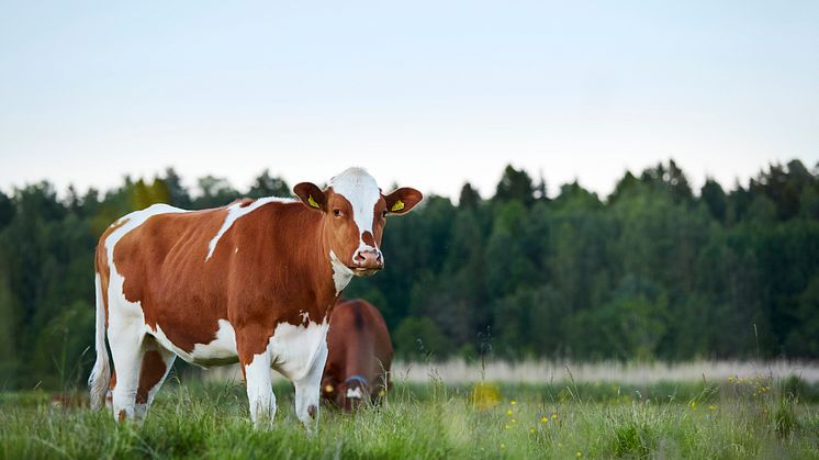 Nötkött och klimat - fakta om svenska nötkreatur och deras påverkan på klimatet