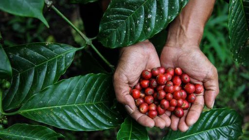 Ekstremvær: Tørke og frost i Brasil har ført til kraftig prisvekst på kaffe.