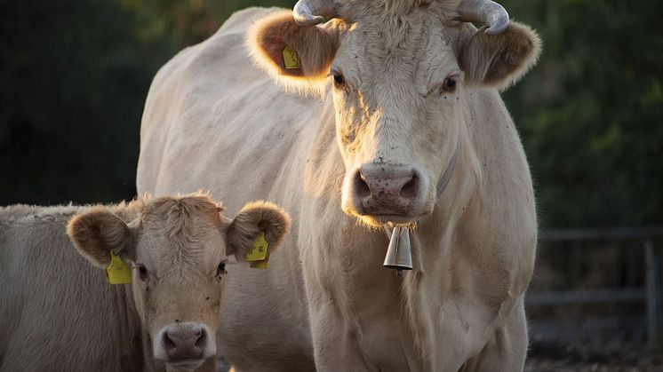 2024-02-14 Wallenberg Lecture: Healthy Animals for Sustainable Agriculture and One Health