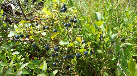 Ont om blåbär i hela landet i sommar