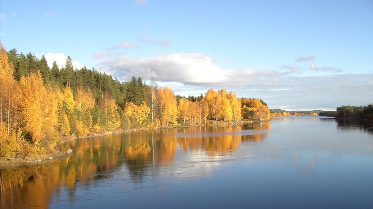 Gold of Lapland satsar på september!