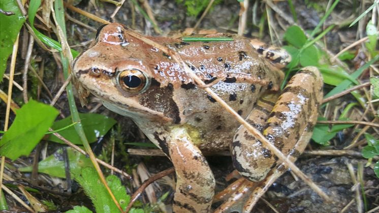Rana temporaria, Common Frog.