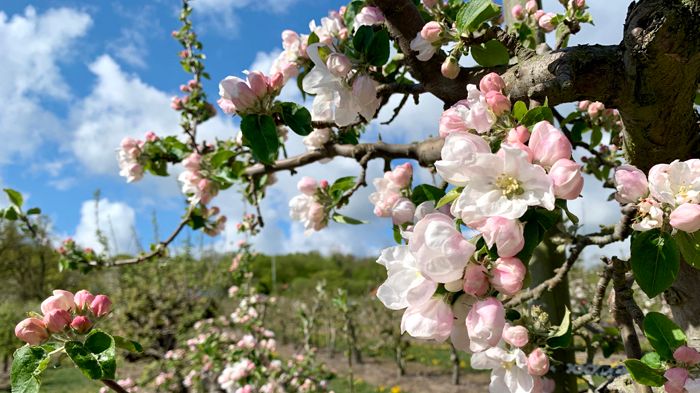 Det varmare klimatet ger rekordtidig äppelblomning