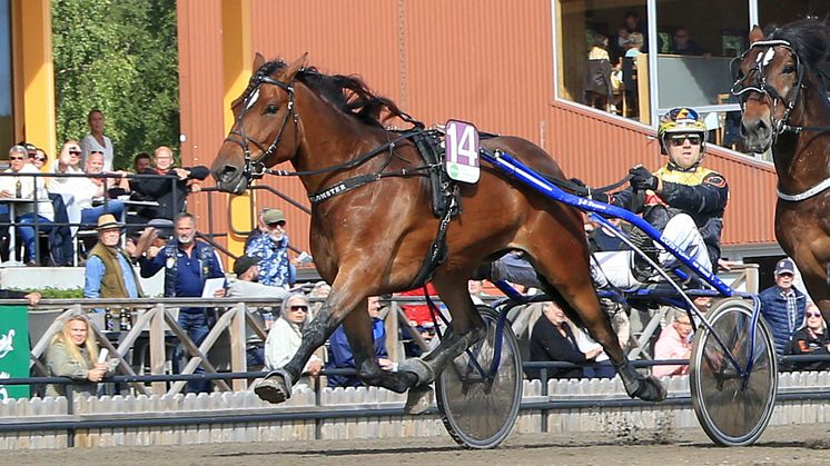 Stjärnblomster klar för Elitkampen. Foto: TR Bild