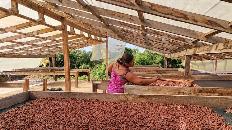 Efter høsten af kakaoen skal den fermenteres og tørres, som her. Foto af CEJIS