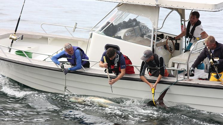 Märkning av blåfenad tonfisk på Västkusten 2017. Foto: Markus Lundgren, Sportfiskarna