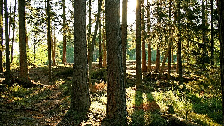 Bland de tolv aktiviteterna finns äta ute, sova ute, friluftsliv i skyddad natur och Sveriges bästa friluftsdag. Foto: Birgitta Sjöstedt