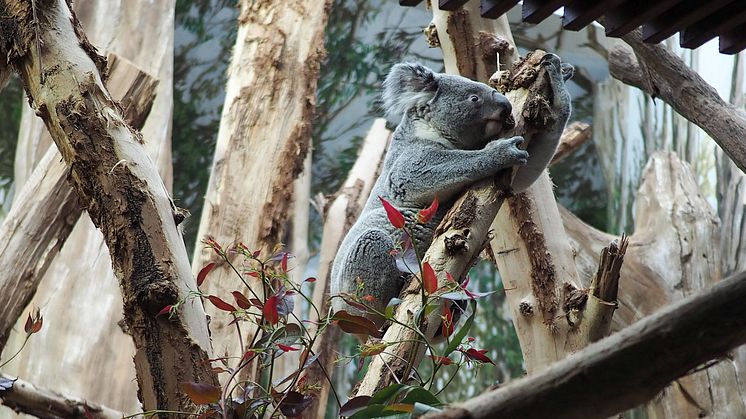 Tinaroo zieht ins Koala-Haus ein 