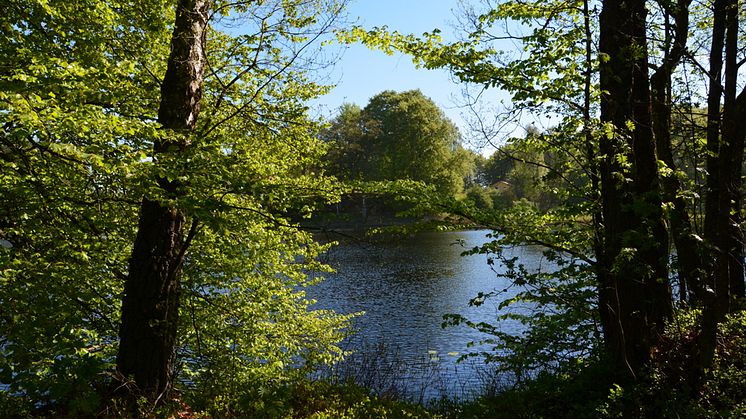 Ubbalt naturreservat. Foto: Helén Clargården