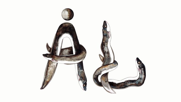 Under sommaren 2023 kan du se en utställning om ål på Åhus museum. Illustration av Rebecca Olsson. 