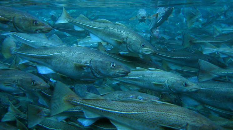 Ordet skrei kommer fra det norrøne ordet skreið som betyr "fisk som skrider eller vandrer". (Foto: Lars Olav Sparboe, Akvaplan-niva).