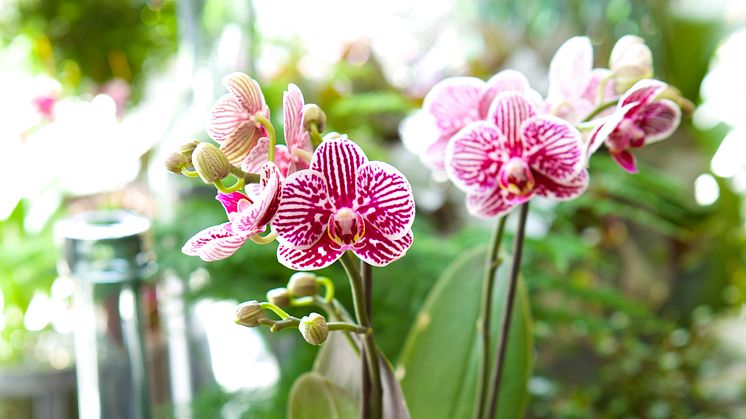 Orkidéutställningen - orkidéer med vänner