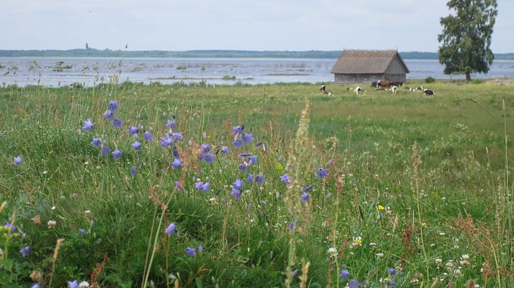 Betesmarker och ängar vid Hornborgasjön. Foto: Ida Edgren