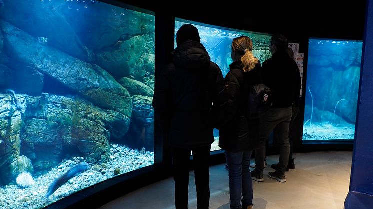 Besökare vid akvariet med miljöer hämtade från Släggö, en havskatt simmar förbi.  Till höger ses akvariet med mjukbotten. Fotograf: Roger Jansson / Havets Hus