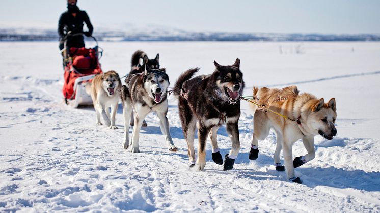 Hundsläde i Alaska