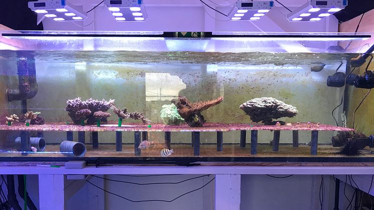 Experimentakvarium för sexuell reproduktion av koraller.