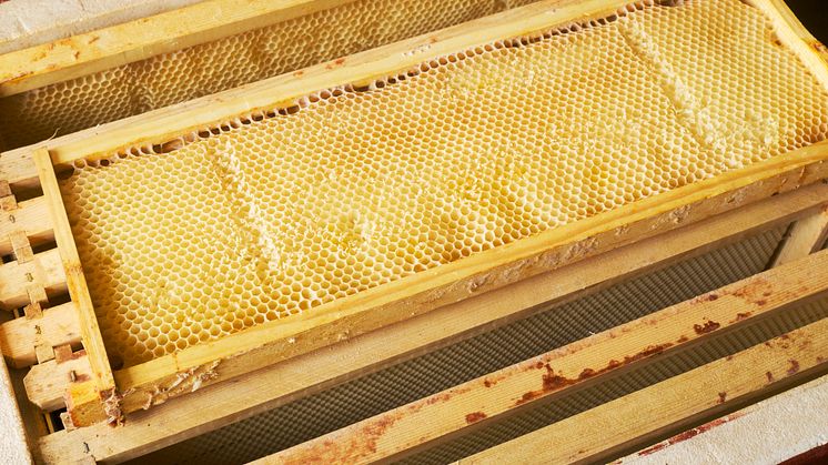 Ram med vaxceller fyllda med honung.