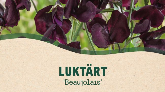 9. 'Beaujolais' -Blomsterlandet