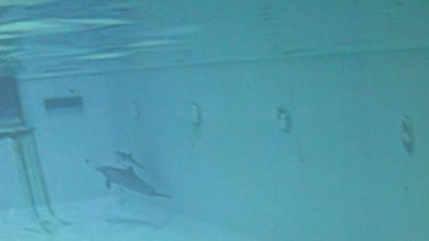 Tsunami im Tiergarten Nürnberg - Delfinmutter mit Psychopharmaka „zugepumpt“