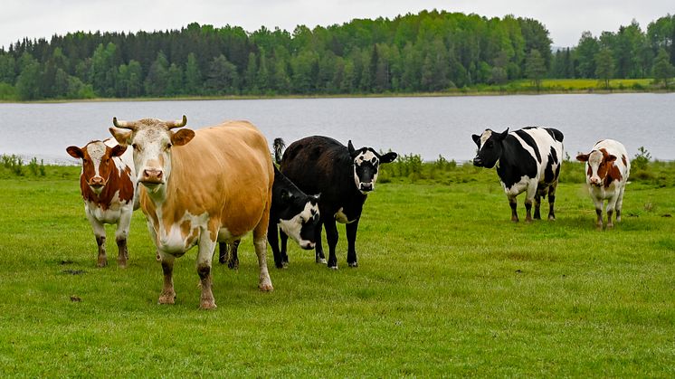 Torka orsakar foderbrist för djur – nu möjliggör Länsstyrelsen ytterligare foderproduktion