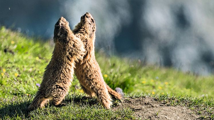 Murmeltiere ©Schweiz Tourismus / Hans Lozza