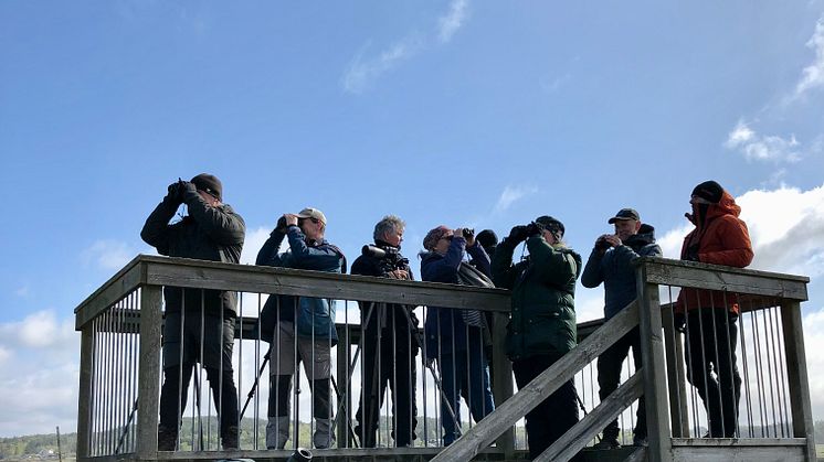 Fågeltornet i Ödsmåls kile från Fågeltornskampen 2022. Foto Maria Aronsson