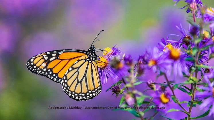 Studienlage: Schmetterlings-Enzym mit heilender Wirkung. Foto: Adobestock / Maridav