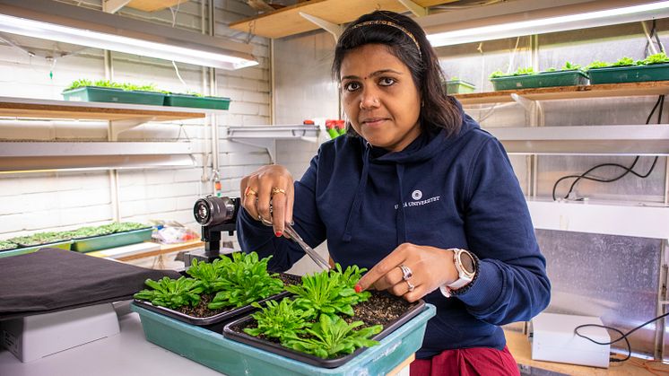 Laxmi Mishra has used the weed Arabidopsis thaliana to gain new knowledge about chloroplast proteases. Photo: Anna-Lena Lindskog