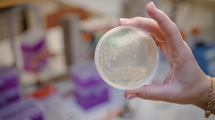 Studier vid Umeå universitet visar att en ny klass av antibiotika är effektiv mot vissa multiresistenta bakterier. Foto: Mattias Pettersson