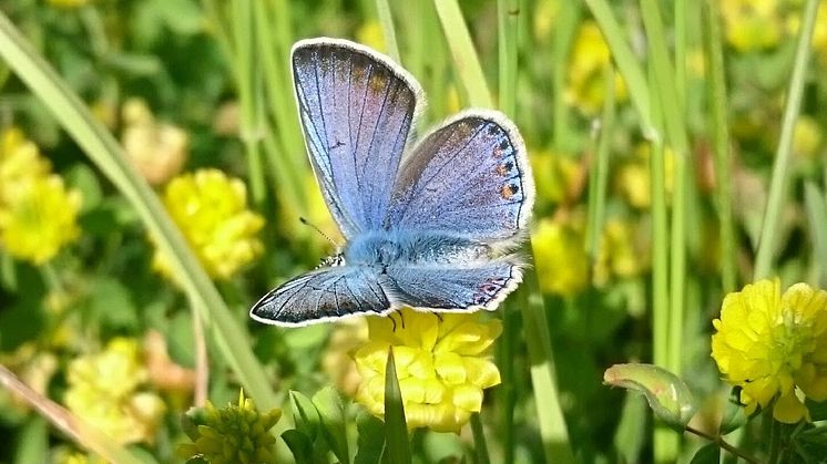 Blåvinge på blomsteräng. Foto: Linda Karlsson, Länsstyrelsen Västra Götaland