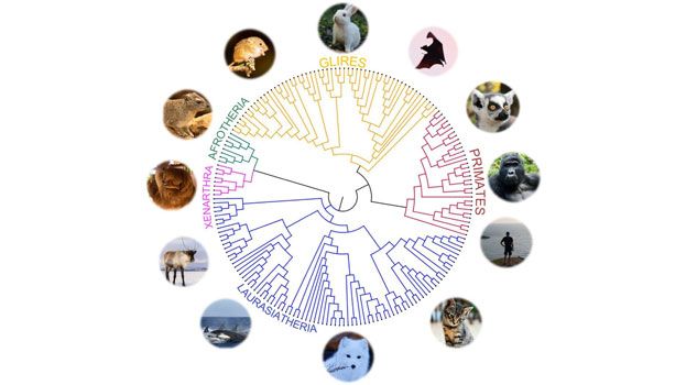 “The comparison of the genomes from the 240 mammals will help geneticists to identify the mutations that lead to human diseases,” says Professor Kerstin Lindblad-Toh of Uppsala University, SciLifeLab and the Broad Institute of MIT and Harvard.