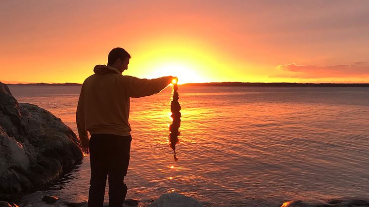 Sockertång i solnedgång