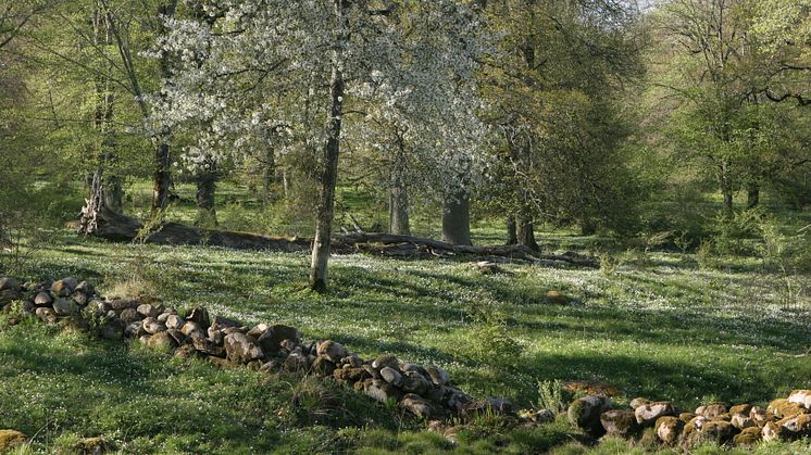 Pressmöte 2 maj 2016 Vårrundan Kinnekulle – ett säkert vårtecken 