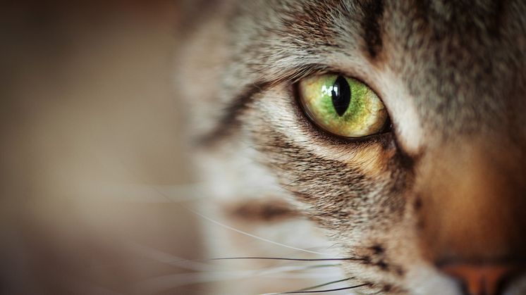 Bildkälla: iStock photo