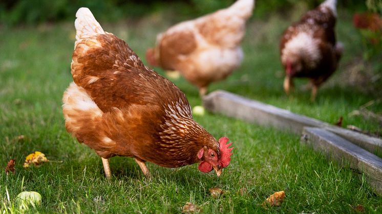 Stigende æggepriser får nu markant flere danskere til at anskaffe sig høns som husdyr, der kan bidrage til husholdningen med den friske råvare. Foto: PR