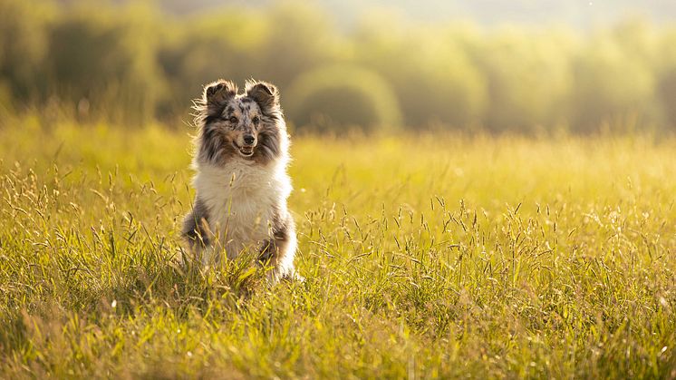 Svelands Vårdguide är en gratis tjänst som erbjuder oberoende rådgivning för Svelands hund-, katt-, och smådjurskunder. Foto: Sveland Djurförsäkringar