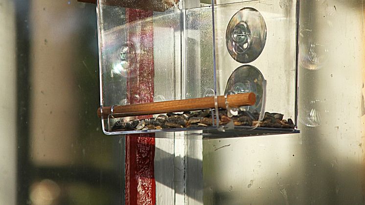 Fönstermatare för fåglar - miljö