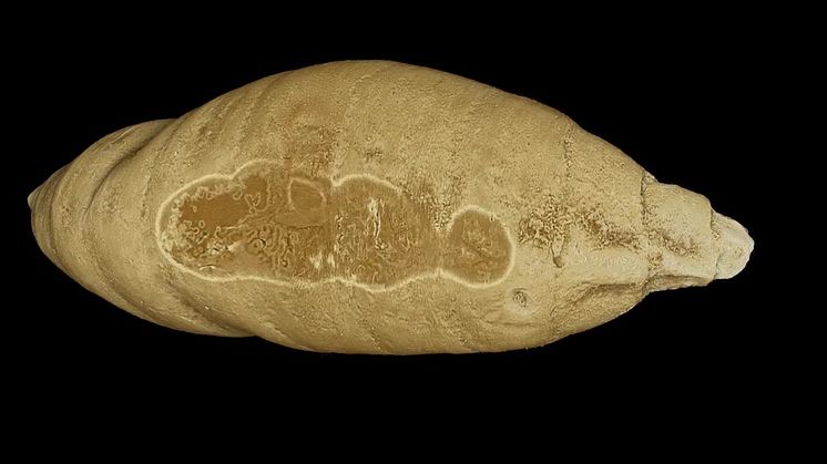 Fossil insekstpuppa innehöll gammal parasit