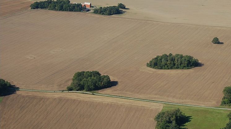 Exempel på små lövbestånd i ett mellansvenskt jordbrukslandskap (Uppland). Foto: Sara Cousins