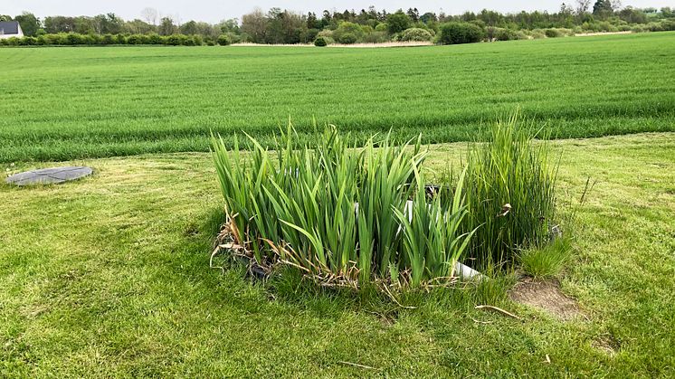 Gul svärdslilja och smalkaveldun från Veg Tech planteras i bioreningsverk från Alnarp Cleanwater