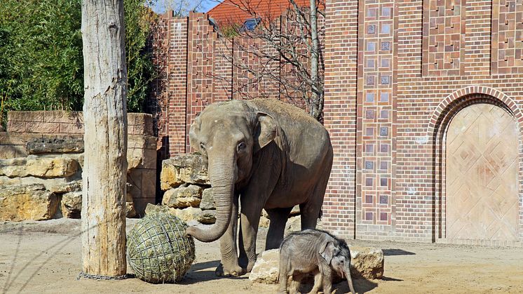 Elefantenbaby im Zoo Leipzig - Foto: Nathalie Hempel 
