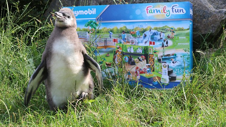 Vom 20.- 26. Juli 2020 laden PLAYMOBIL und der Zoo Osnabrück zum großen Zoo-Quiz ein.