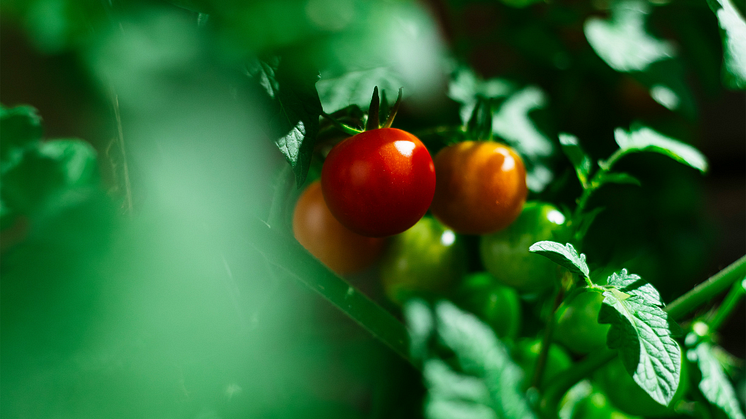 WA3RM - Tomatoes