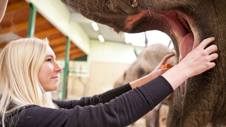 Pressinbjudan - till Kolmårdens Djurpark den 9 september kl. 9.00