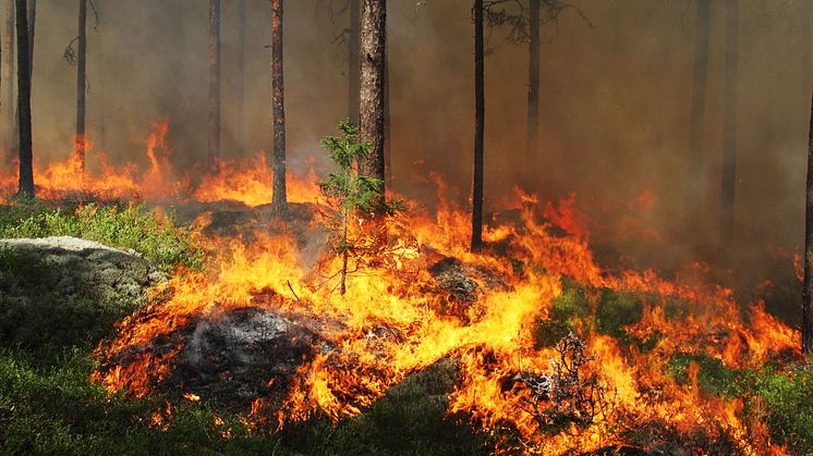 Dramatiska förändringar i växt- och djurliv efter storbranden i Västmanland