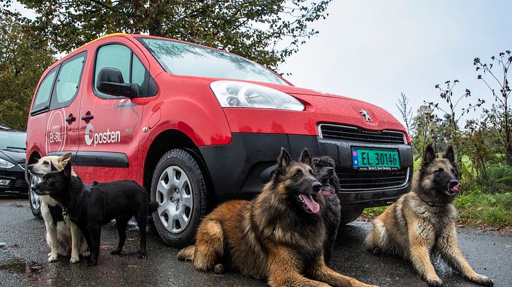 Tusenvis av hundeeiere ønsker at deres kjæledegge skal komme på frimerke som Posten gir ut i 2020. Foto: Håvard Jørstad