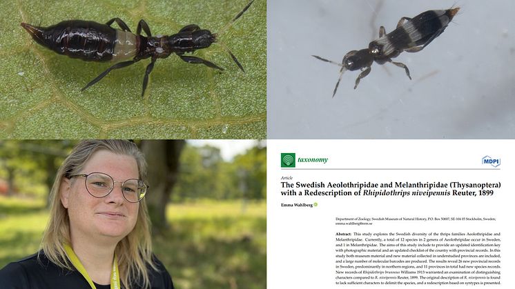 Emma Wahlberg, forskare på Naturhistoriska riksmuseet, har skrivit en artikel om rovtripsar i Sverige. Foto på tripsarna: Emma Wahlberg. Fotot på Emma Wahlberg: Helena Söderlundh/Sveriges Radio.